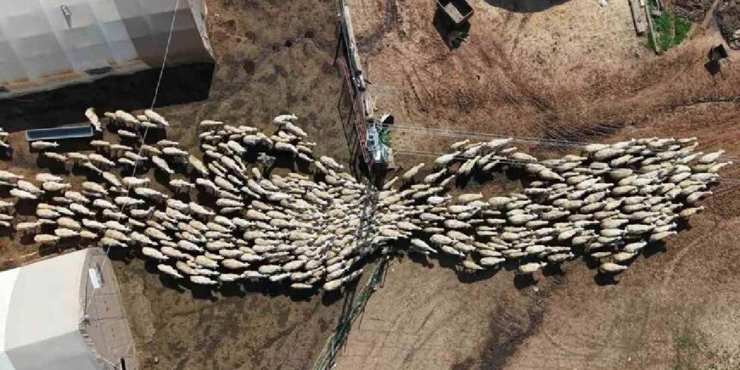 Binlerce kilometreden bozkıra geldi! Sürü artık ona emanet 4